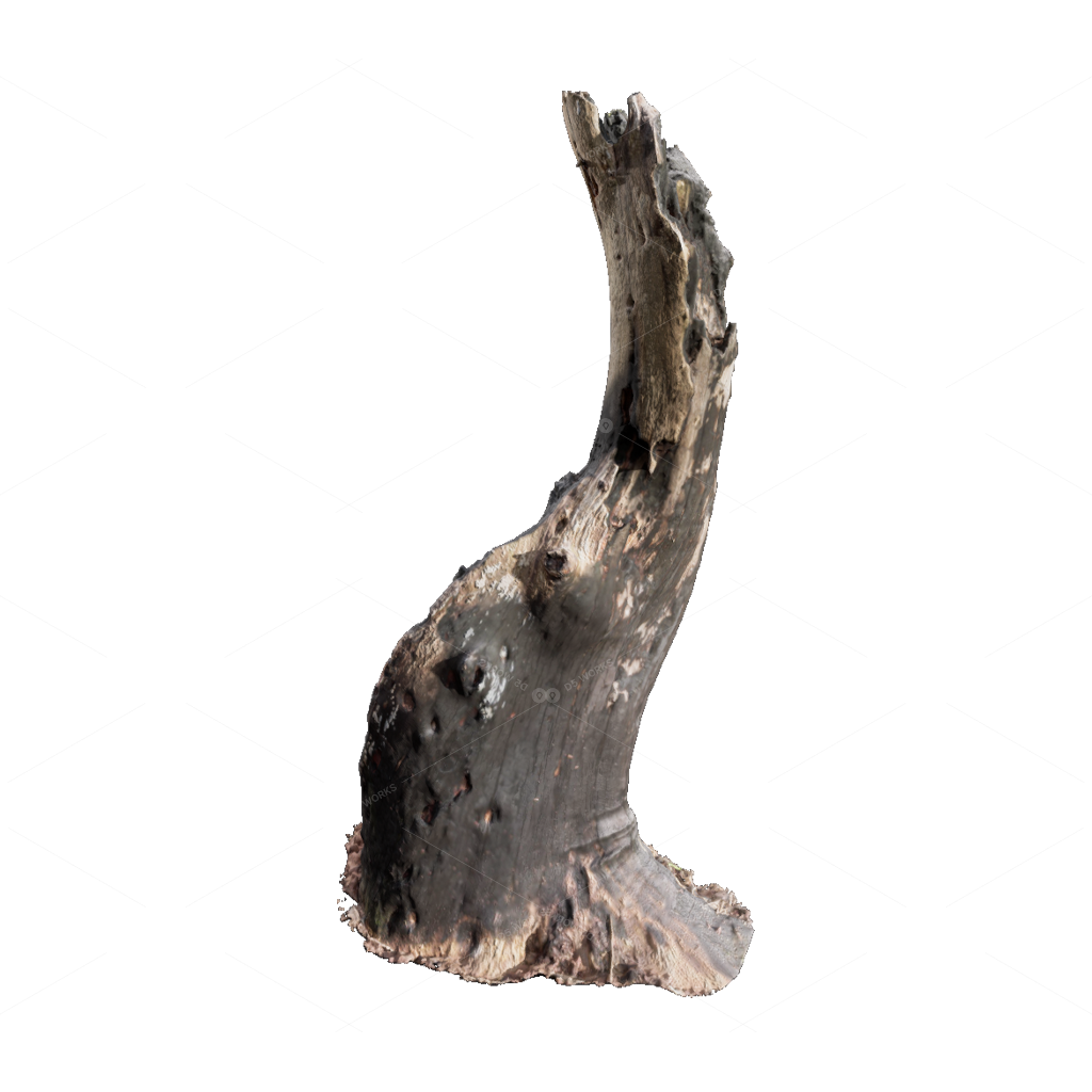 Other Botanicals 3D Models