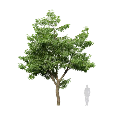 Styphnolobium japonicum 05