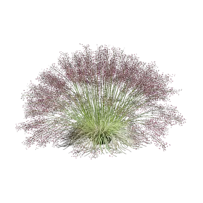 Muhlenbergia capillaris 06