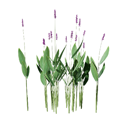 Aquatic Plants Thalia dealbata 04