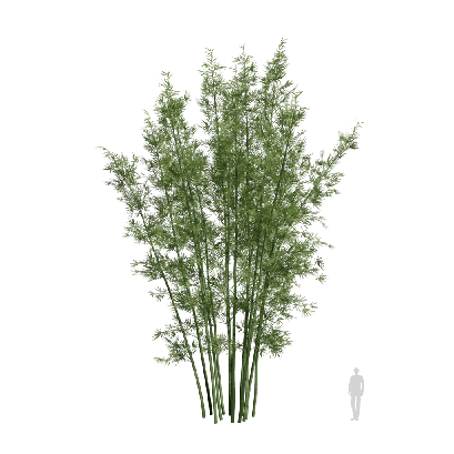 Bamboo Bambusoideae 01