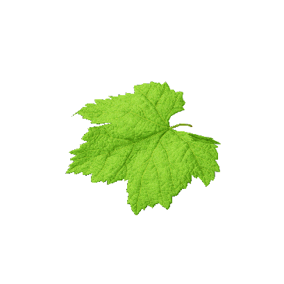 Other Plants leaf 12