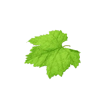 leaf 12 3d model