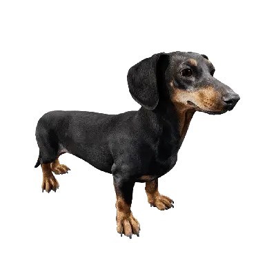 Dog 01 walk 3d model