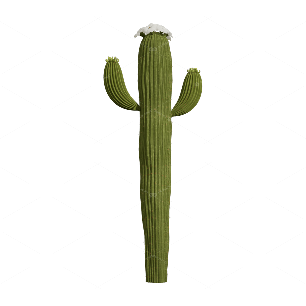 Xerophyte Plants 3D Models