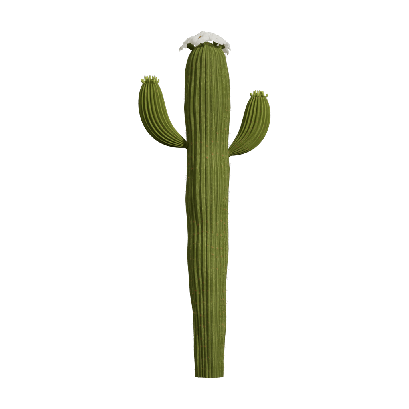 Xerophytes Hylocereus undatus 03