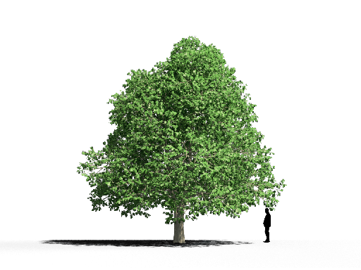Organic Modern Coniferous Tree