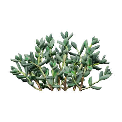 Astridia velutina 05