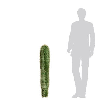 Xerophytes Neobuxbaumia polylopha 01