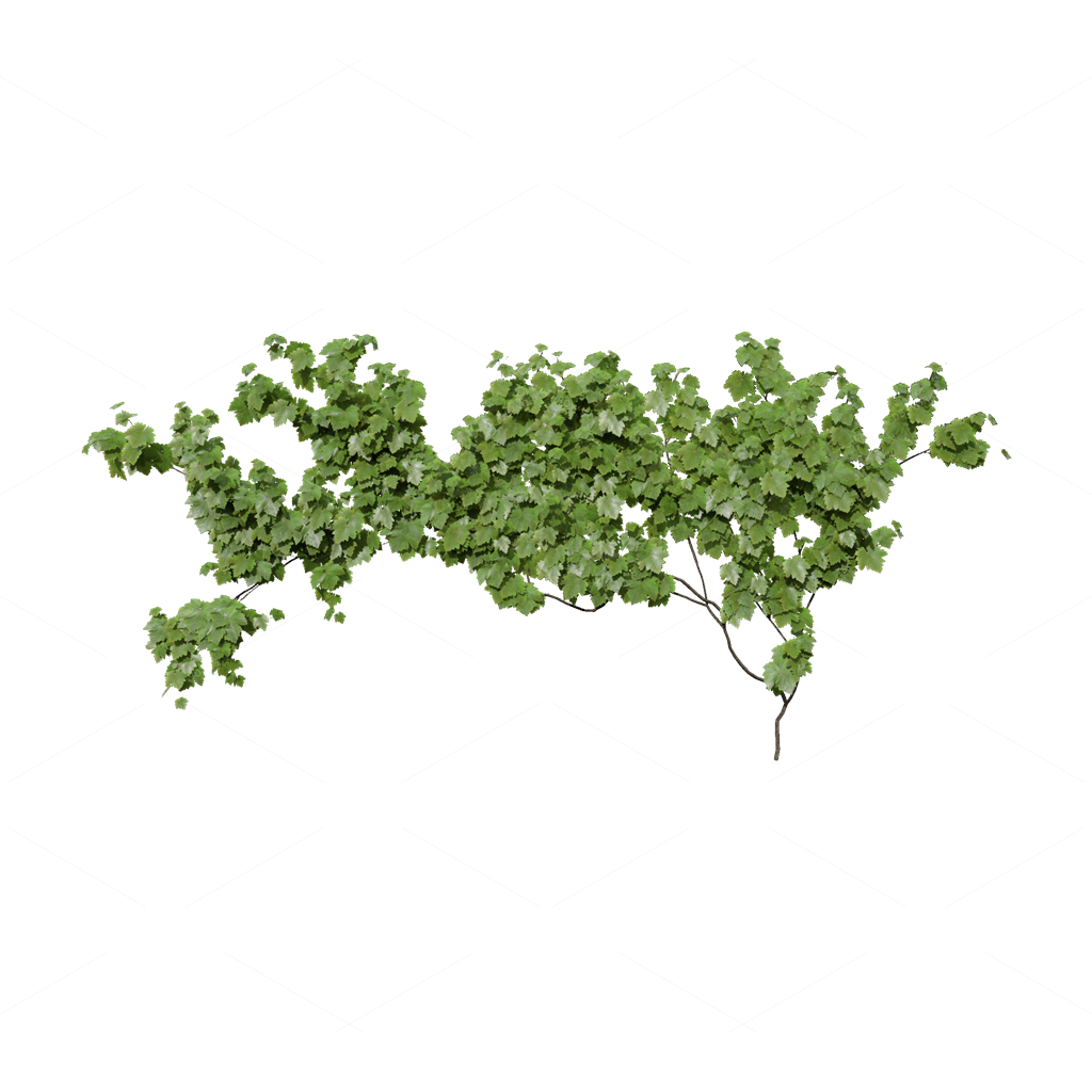 Climbing Plants 3D Models