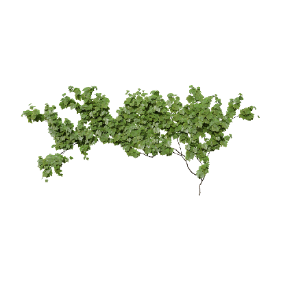 Climbing Plants Vitis vinifera 02