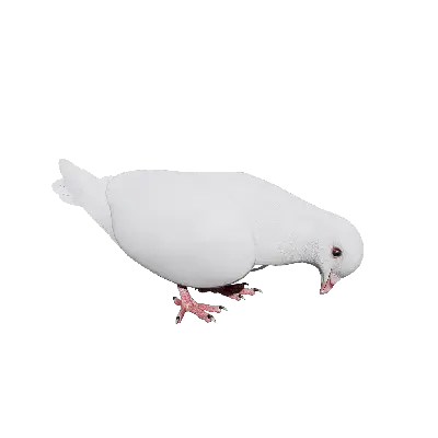 Dove peck 3d model