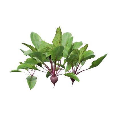 Crops Beets 03