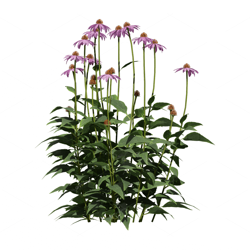 Flowers 3D Models