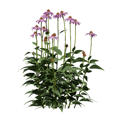 Grass Echinacea purpurea 09