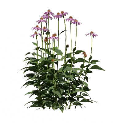 Echinacea purpurea 09