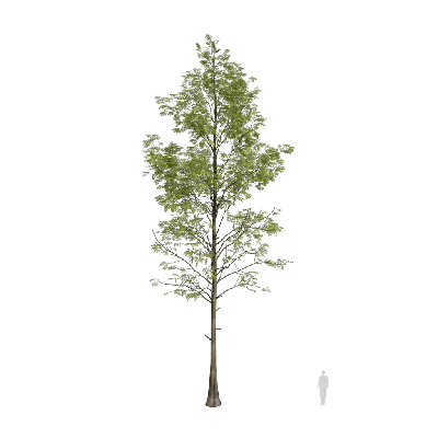 Metasequoia glyptostroboides 07 3d model