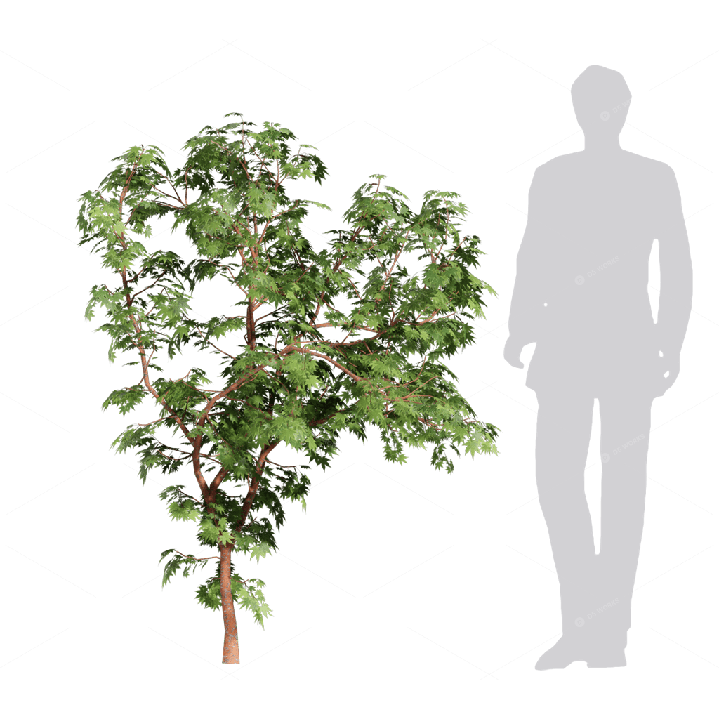 Trees 3D Models