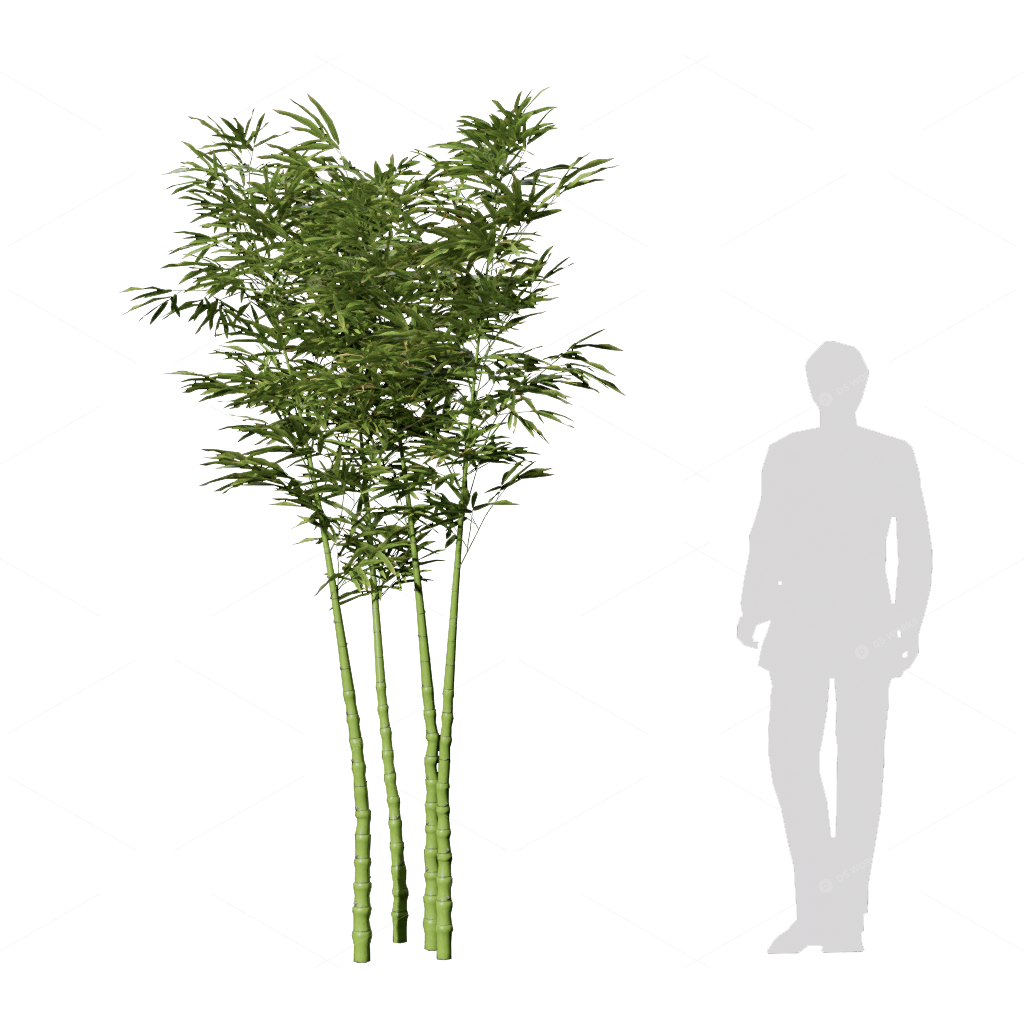 Other Botanicals 3D Models