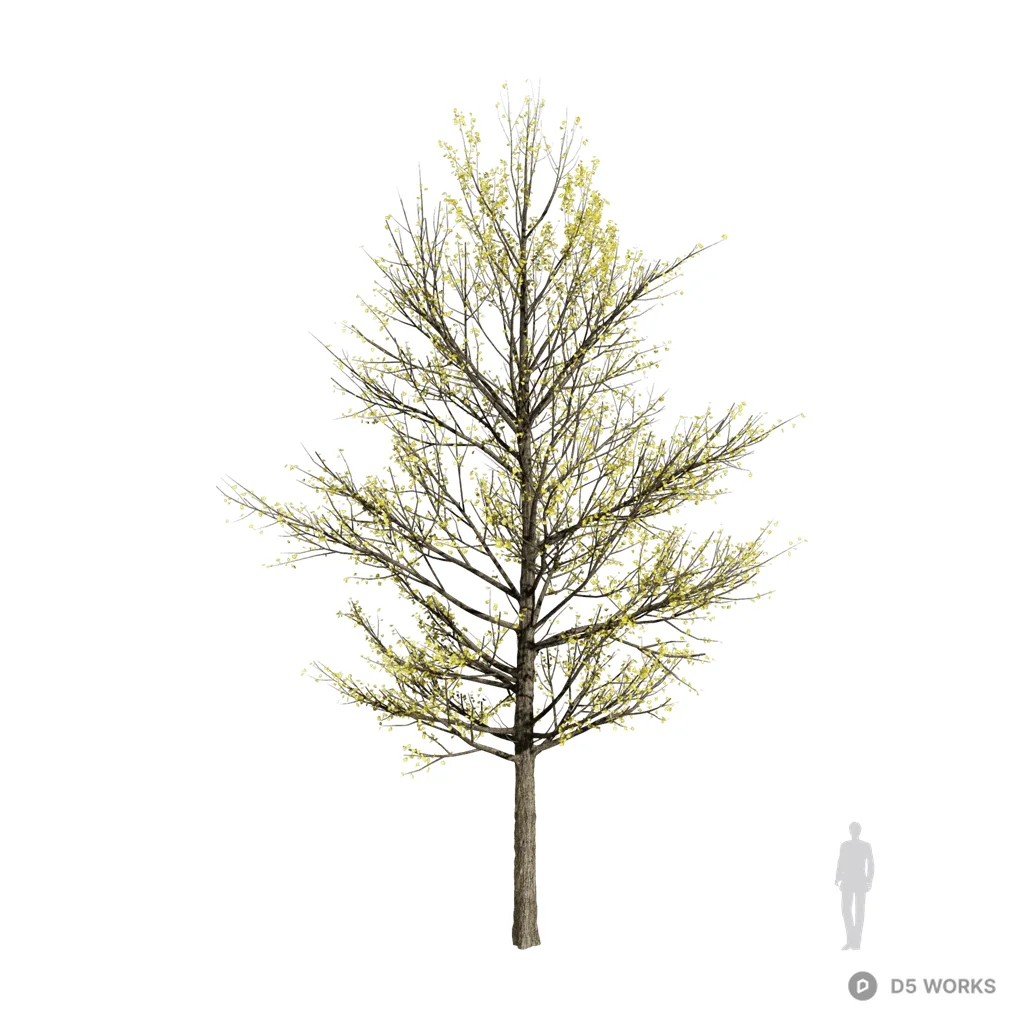 Ginkgo biloba 16 3d model - Image 1