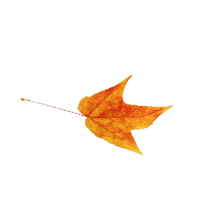 Other Plants Maple Leaf 34 