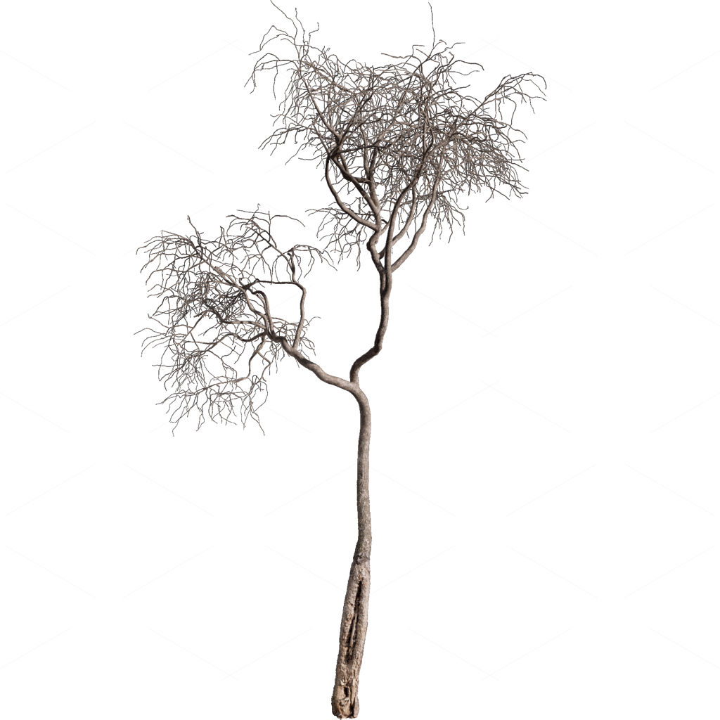 Other Botanicals 3D Models