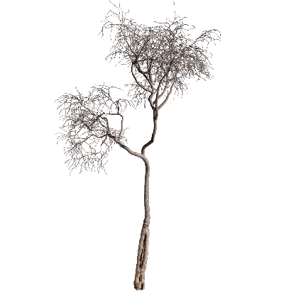 Other Plants Dead tree 04 