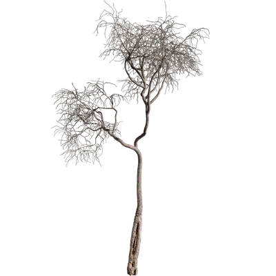 Dead tree 04