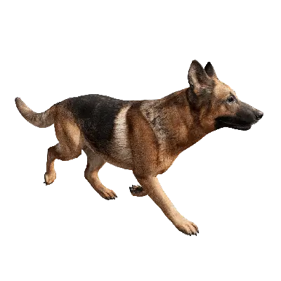 Dog 02 trot 3d model