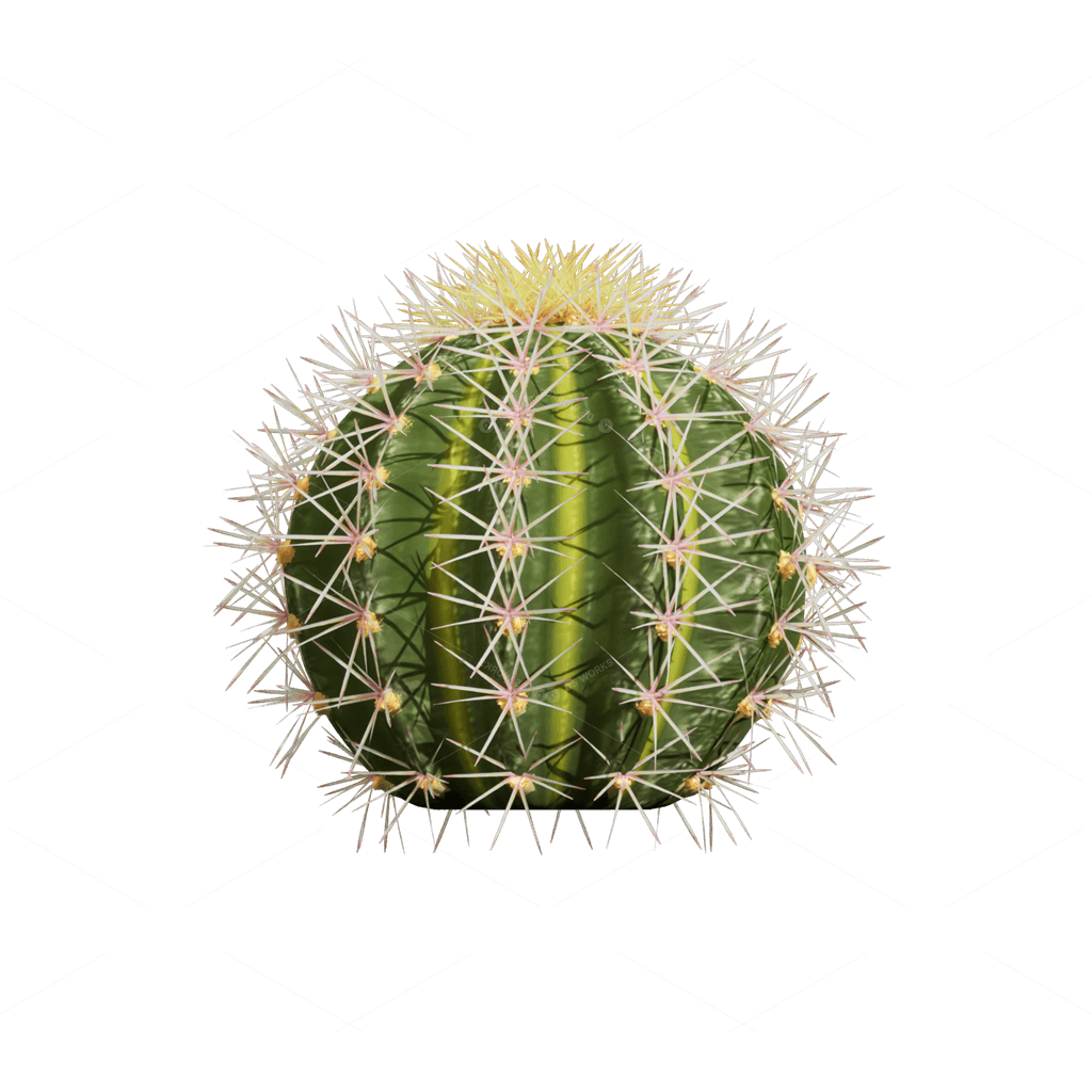 Xerophyte Plants 3D Models