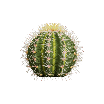 Xerophytes Echinocactus grusonii 01