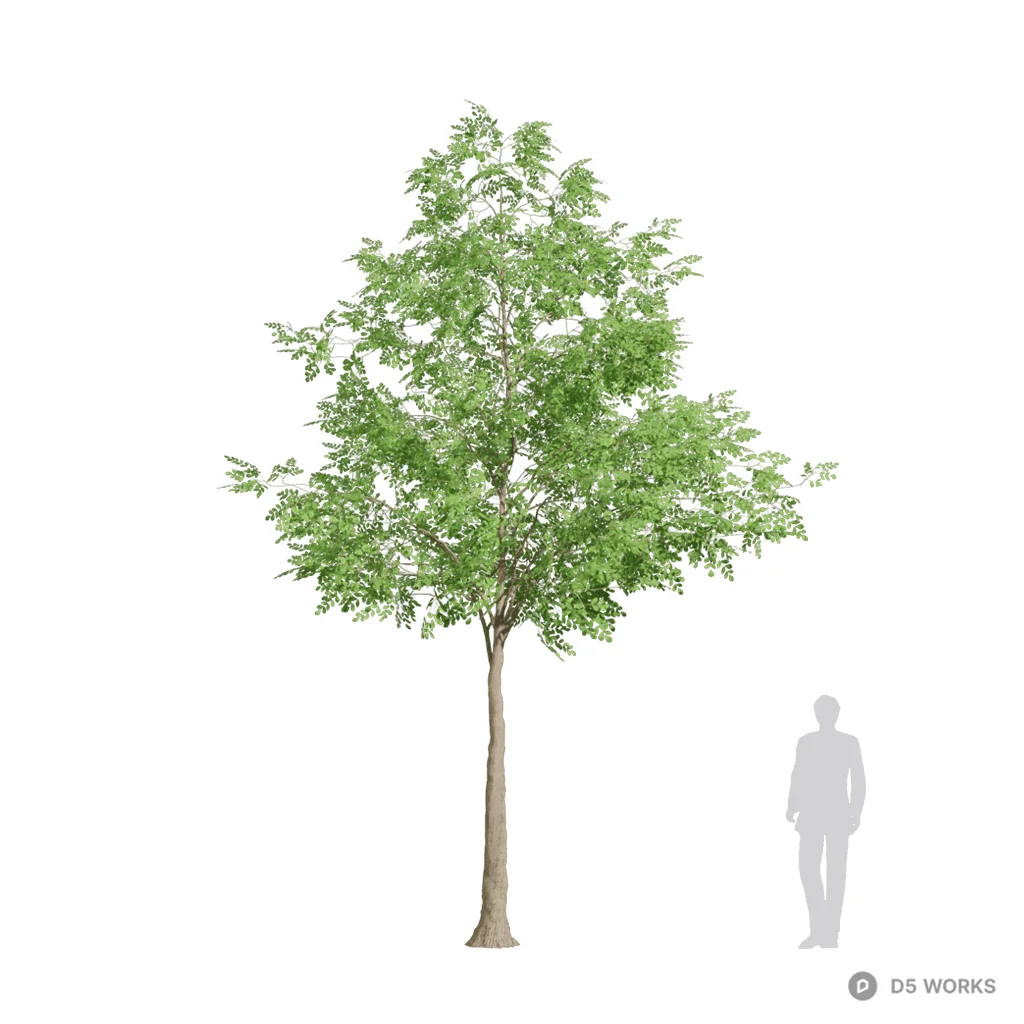quercus alba 03 3d model - Image 1