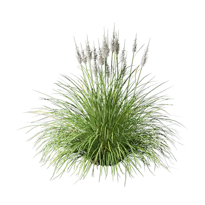 Cortaderia selloana 02