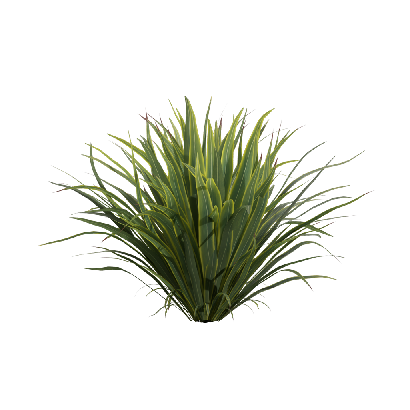 Xerophytes Phormium sundowner 01