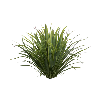 Phormium sundowner 01