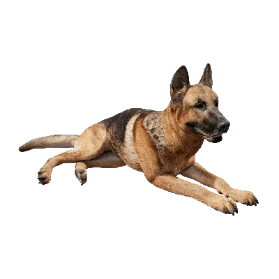 Dog 02 idle 3d model
