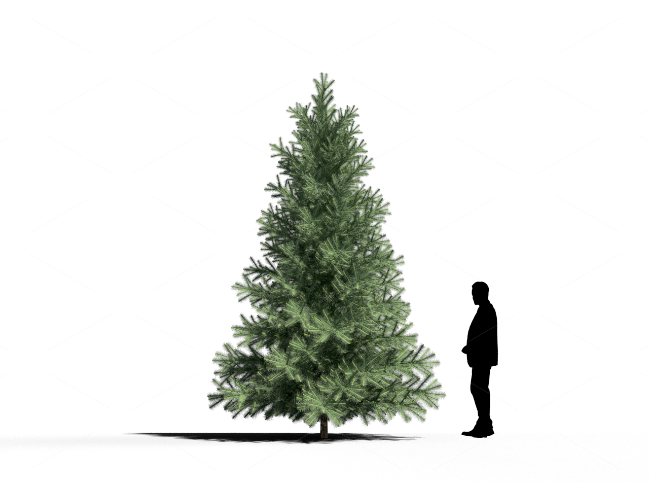Trees 3D Models