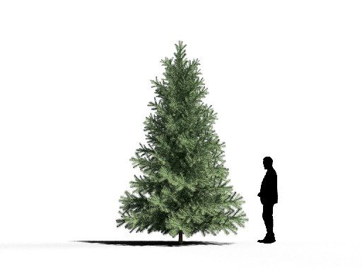 Organic Modern Coniferous Tree