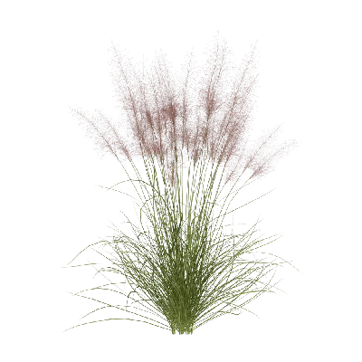 Muhlenbergia capillaris 10 3d model