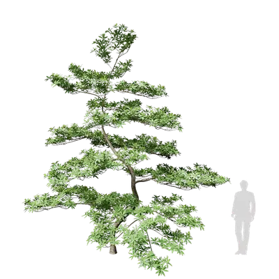 Elaeocarpus hainanensis 06 3d model