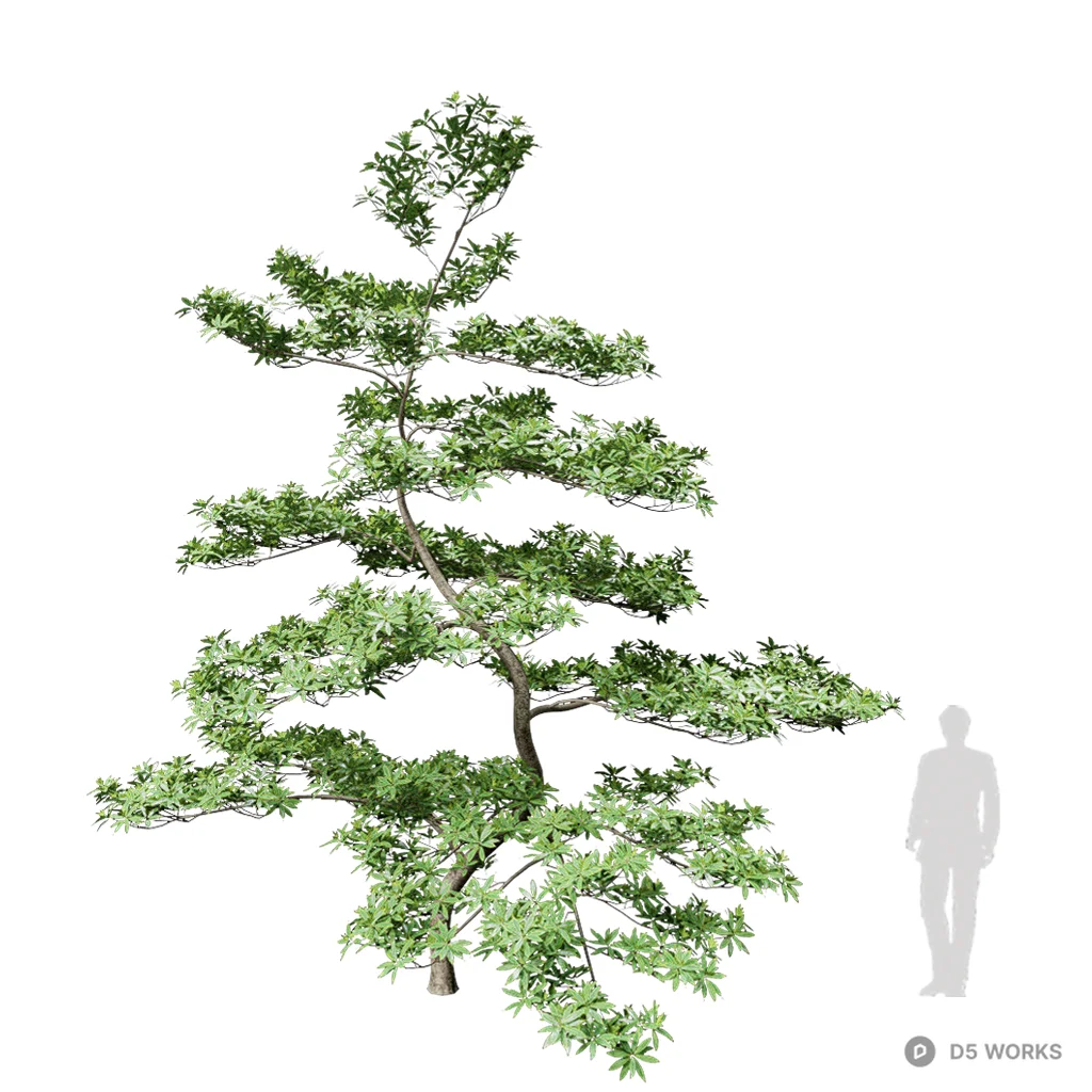 Elaeocarpus hainanensis 06 3d model - Image 1
