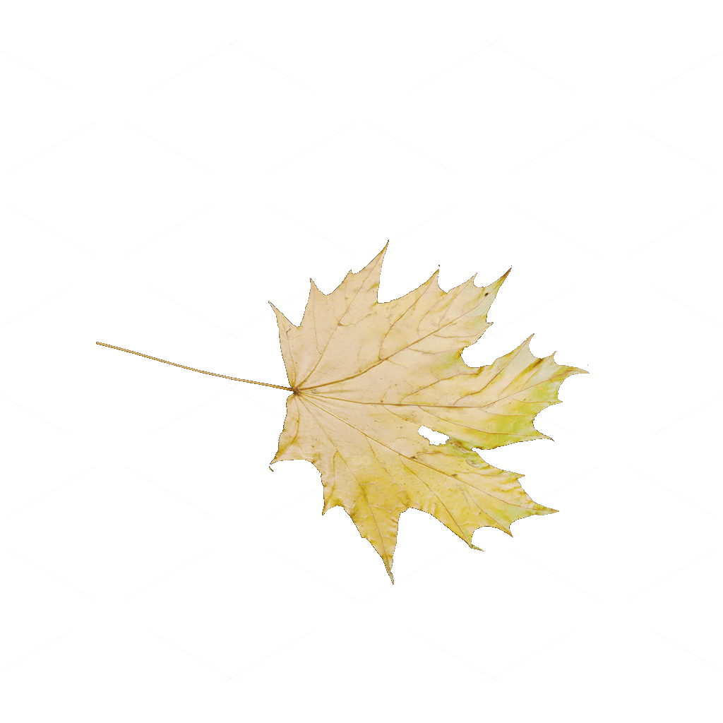 Other Botanicals 3D Models