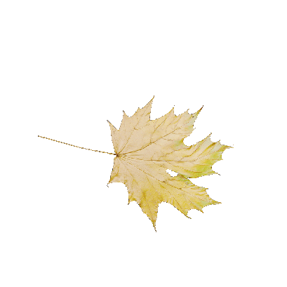 Other Plants Maple Leaf 44 