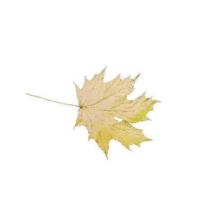 Maple Leaf 44