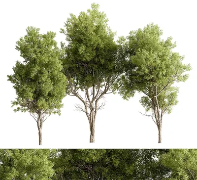 Broadleaf Trees Set 3d model
