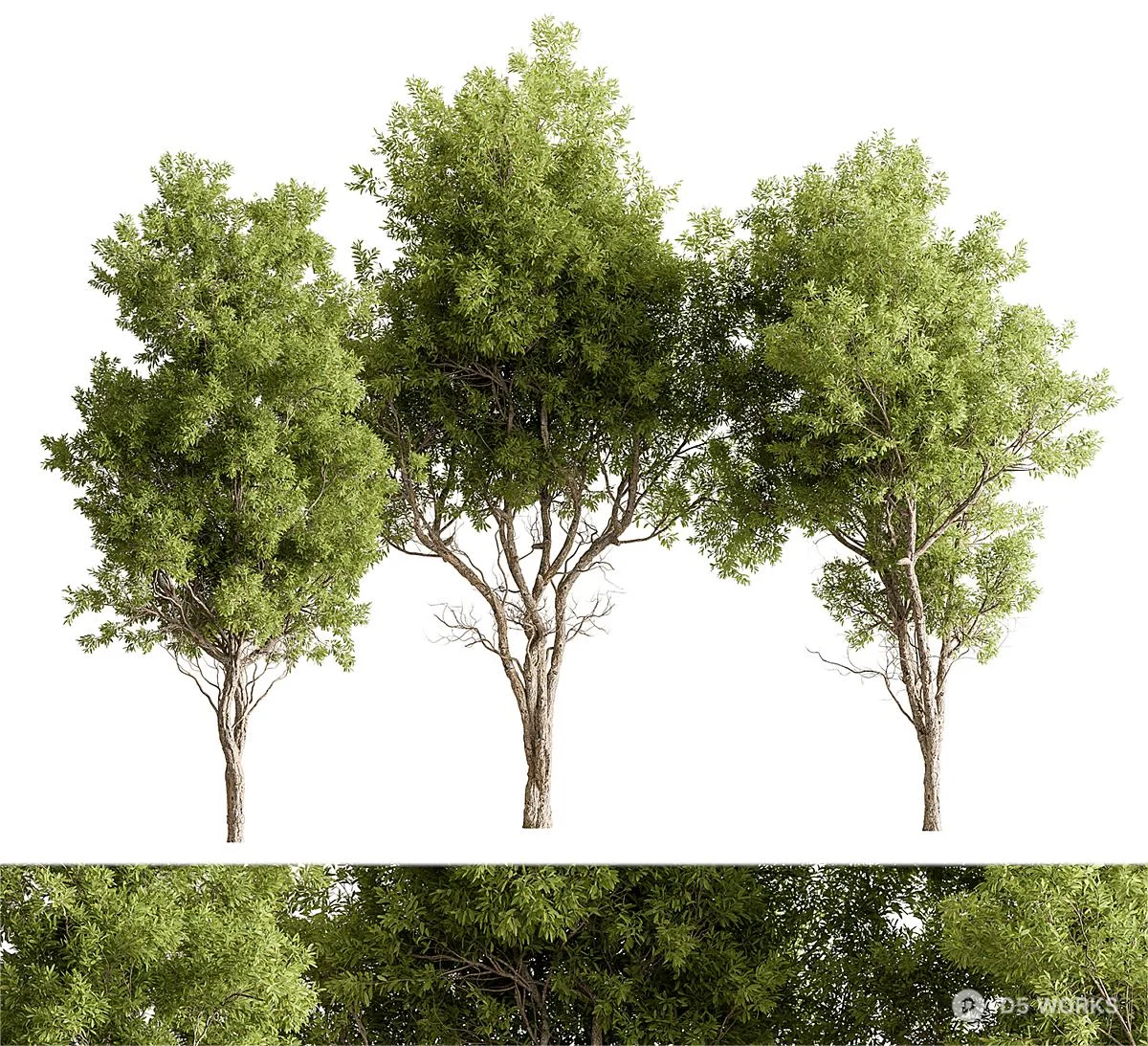 Broadleaf Trees Set 3d model - Image 1