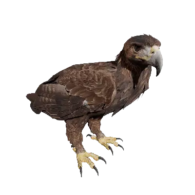 GoldenEagle Stand 3d model