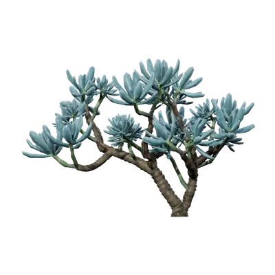 Senecio serpens 04 3d model