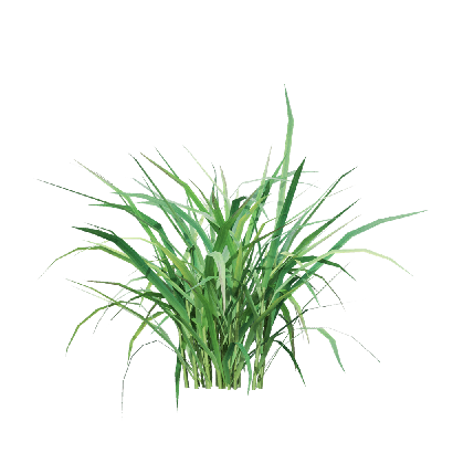 Crops Oryza sativa 04