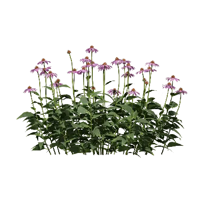 Echinacea purpurea 06